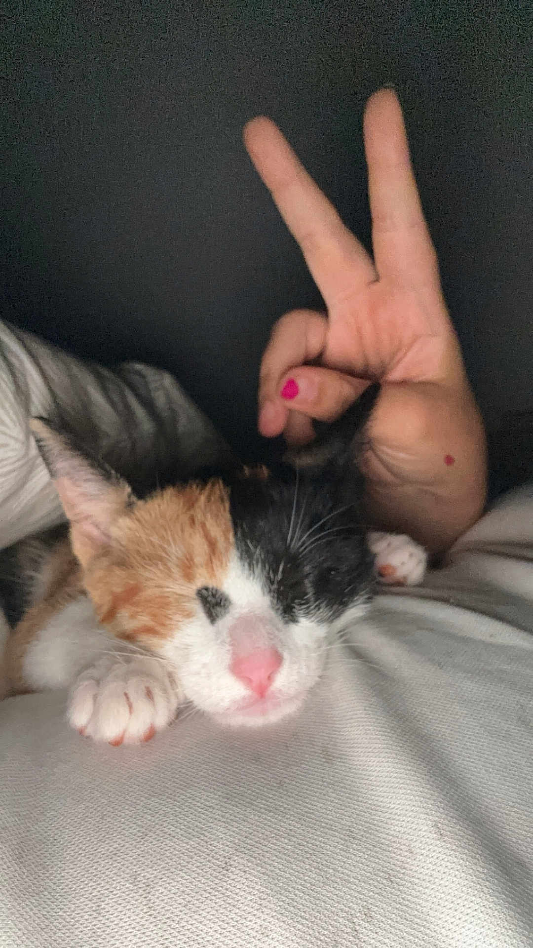 Zelphy participe au concours pour gagner de l'argent avec cette photo : kitten, calico, sleeping, cat, hand, peace_sign, pink_nail_polish, white_fabric, close_up, cute, cozy, pet, indoor, feline, resting, paw, soft, animal, domestic, friendship