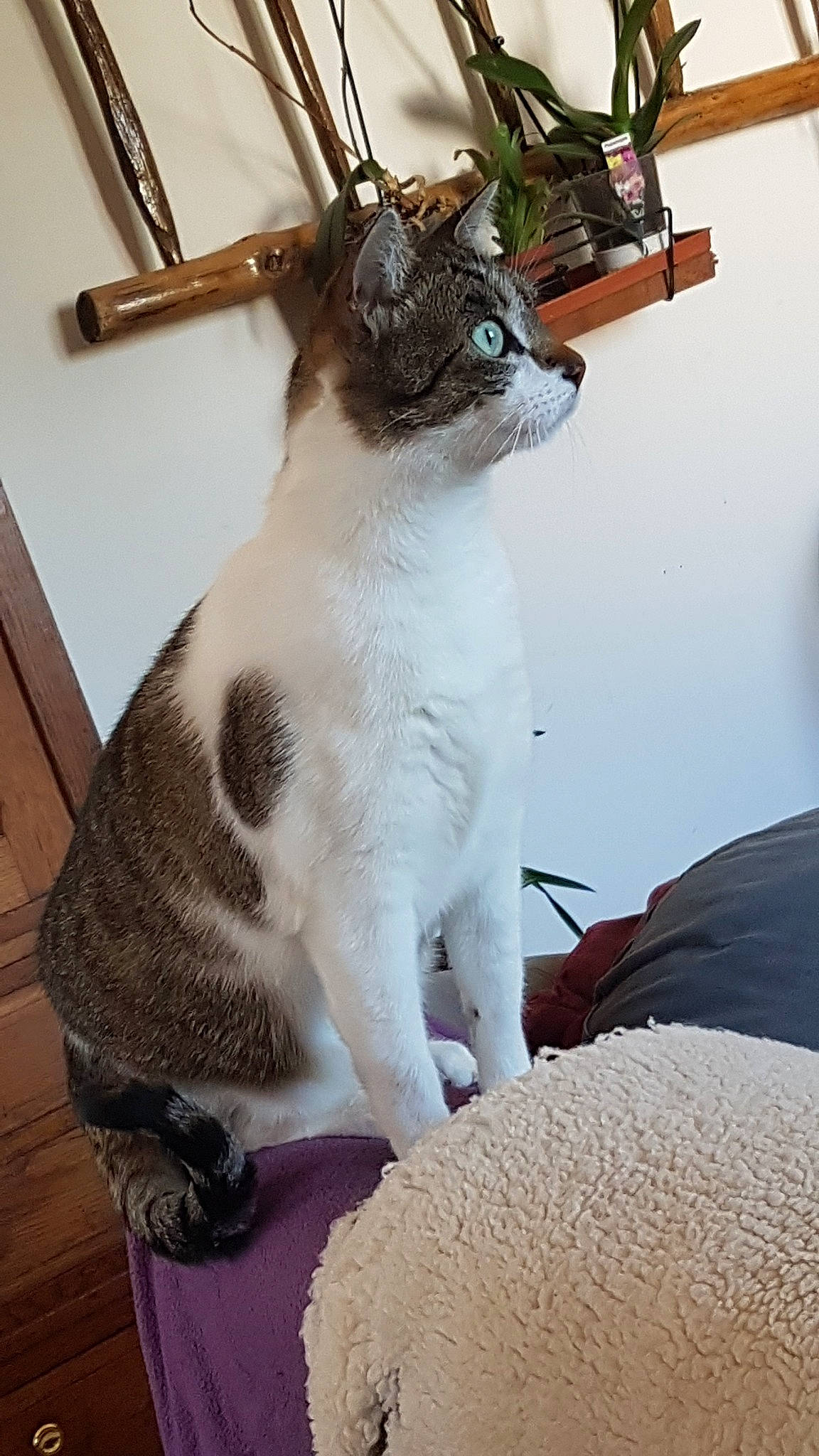 Minah participe au concours pour gagner de l'argent avec cette photo : aegean_cat, carnivore, cat, domestic_short_haired_cat, felidae, kitten, mammal, small_to_medium_sized_cats, whiskers