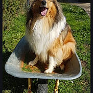 Piccadilly participe au concours pour gagner de l'argent avec cette photo : backyard, car, collie, dog, driveway, fluffy, garden, grass, happy, hedge, lawn, long_fur, metal, outdoor, pet, rough_collie, sunny, tongue_out, wheel, wheelbarrow