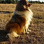 attentive, collie_type, countryside, dog, dry_grass, field, furry, golden_coat, harness, long_hair, nature, outdoor, pet, portrait, profile, side_view, sitting, sky, sunny, tree