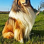 animal, blue_sky, closed_eyes, collie, countryside, dog, fluffy, fur, grass, lawn, long_hair, majestic, mane, nature, nose, outdoor, pet, portrait, sitting, sunny