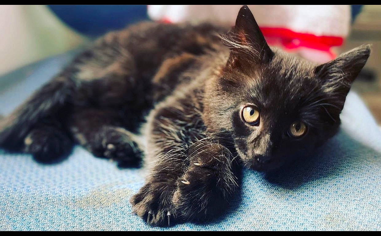 Banzai participe au concours pour gagner de l'argent avec cette photo : bombay, carnivore, cat, claw, domestic_short_haired_cat, felidae, fur, paw, small_to_medium_sized_cats, snout, tail, terrestrial_animal, whiskers