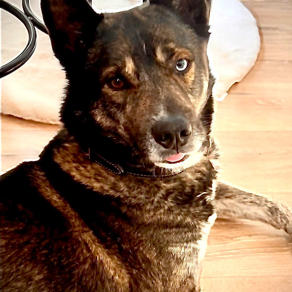 Tyson a rejoint le concours — aidez-le/la à gagner de superbes lots ! animal, blue_eye, brindle_coat, brown_eye, canine, chair_legs, collar, cute, dog, domestic_animal, fur, heterochromia, household, indoor, laying_down, looking_at_camera, pet_bed, relaxed, tongue_out, wooden_floor