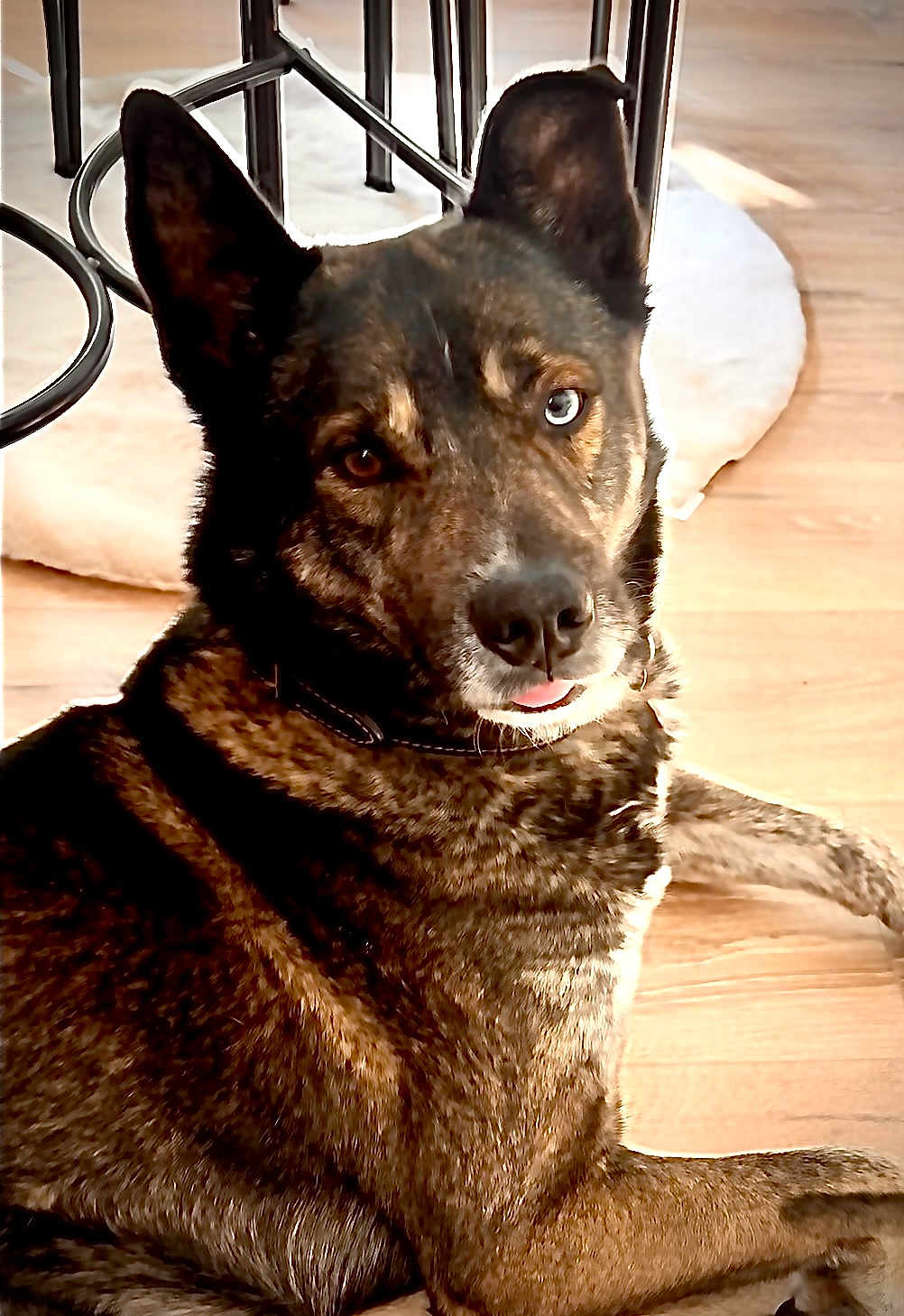 Tyson a rejoint le concours — aidez-le/la à gagner de superbes lots ! dog, brindle_coat, heterochromia, blue_eye, brown_eye, tongue_out, pet_bed, wooden_floor, indoor, chair_legs, animal, canine, collar, fur, laying_down, domestic_animal, cute, looking_at_camera, household, relaxed