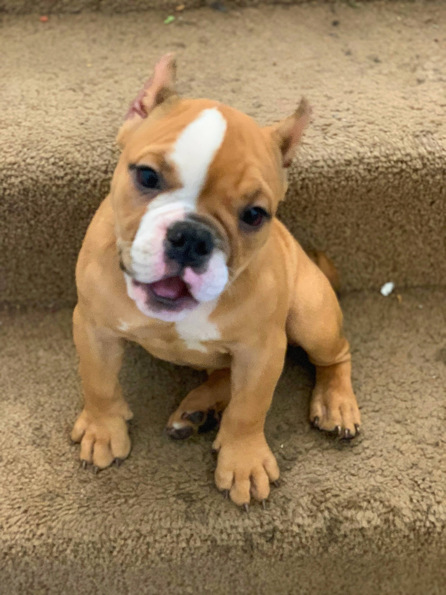 Athena is registered to the contest to win money with this photo: ancient_dog_breeds, bulldog, canidae, carnivore, companion_dog, dog, dog_breed, fawn, flooring, molosser, non_sporting_group, paw, puppy, snout, sporting_group, whiskers, wood, working_animal, working_dog, wrinkle