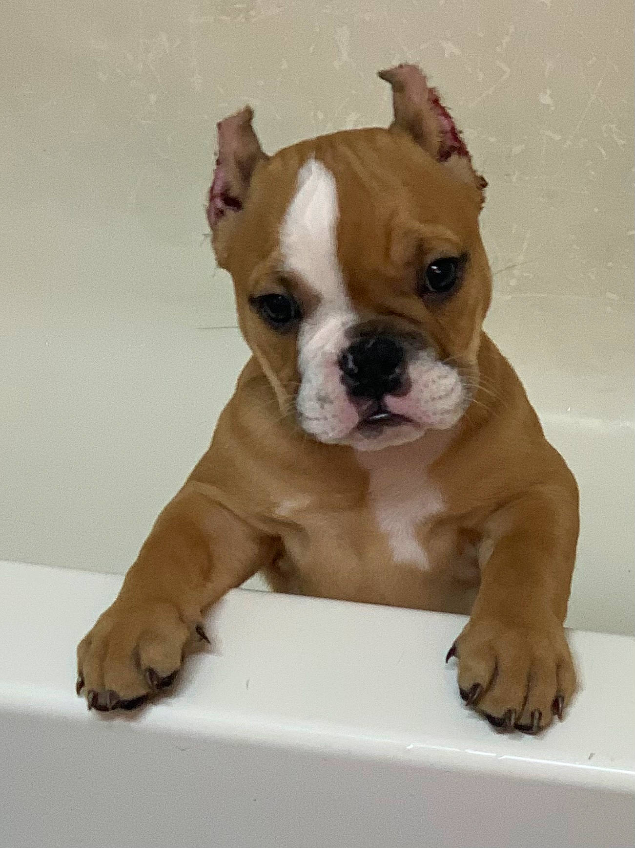 Athena is registered to the contest to win money with this photo: ancient_dog_breeds, art, bulldog, canidae, carnivore, companion_dog, dog, dog_breed, fawn, molosser, non_sporting_group, paw, snout, sporting_group, tail, toy_dog, whiskers, working_animal, working_dog