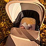 baby, stroller, autumn, leaves, hat, sleeping, pacifier, outdoor, sunlight, blanket, cozy, child, nature, fall, shade, warm, season, park, infant, resting