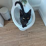 Isis a rejoint le concours — aidez-le/la à gagner de superbes lots ! animal, bathroom, bidet, black_cat, cat, clean, curious, domestic, feline, flooring, home, indoor, looking_up, pet, playful, small_cat, toilet_fixture, white_fixture, wooden_floor, yellow_eyes