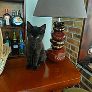 Isis a rejoint le concours — aidez-le/la à gagner de superbes lots ! black_cat, kitten, lamp, wooden_table, bottle, shelf, brick_wall, basket, indoor, furniture, animal, pet, small_cat, tabletop, home_decor, brown_lamp, yellow_eyes, calm, domestic_cat, cozy