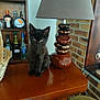 black_cat, kitten, lamp, wooden_table, bottle, shelf, brick_wall, basket, indoor, furniture, animal, pet, small_cat, tabletop, home_decor, brown_lamp, yellow_eyes, calm, domestic_cat, cozy
