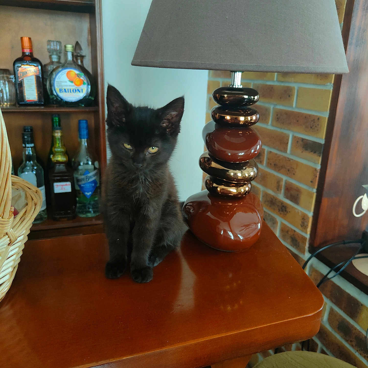 Isis a rejoint le concours — aidez-le/la à gagner de superbes lots ! animal, basket, black_cat, bottle, brick_wall, brown_lamp, calm, cozy, domestic_cat, furniture, home_decor, indoor, kitten, lamp, pet, shelf, small_cat, tabletop, wooden_table, yellow_eyes