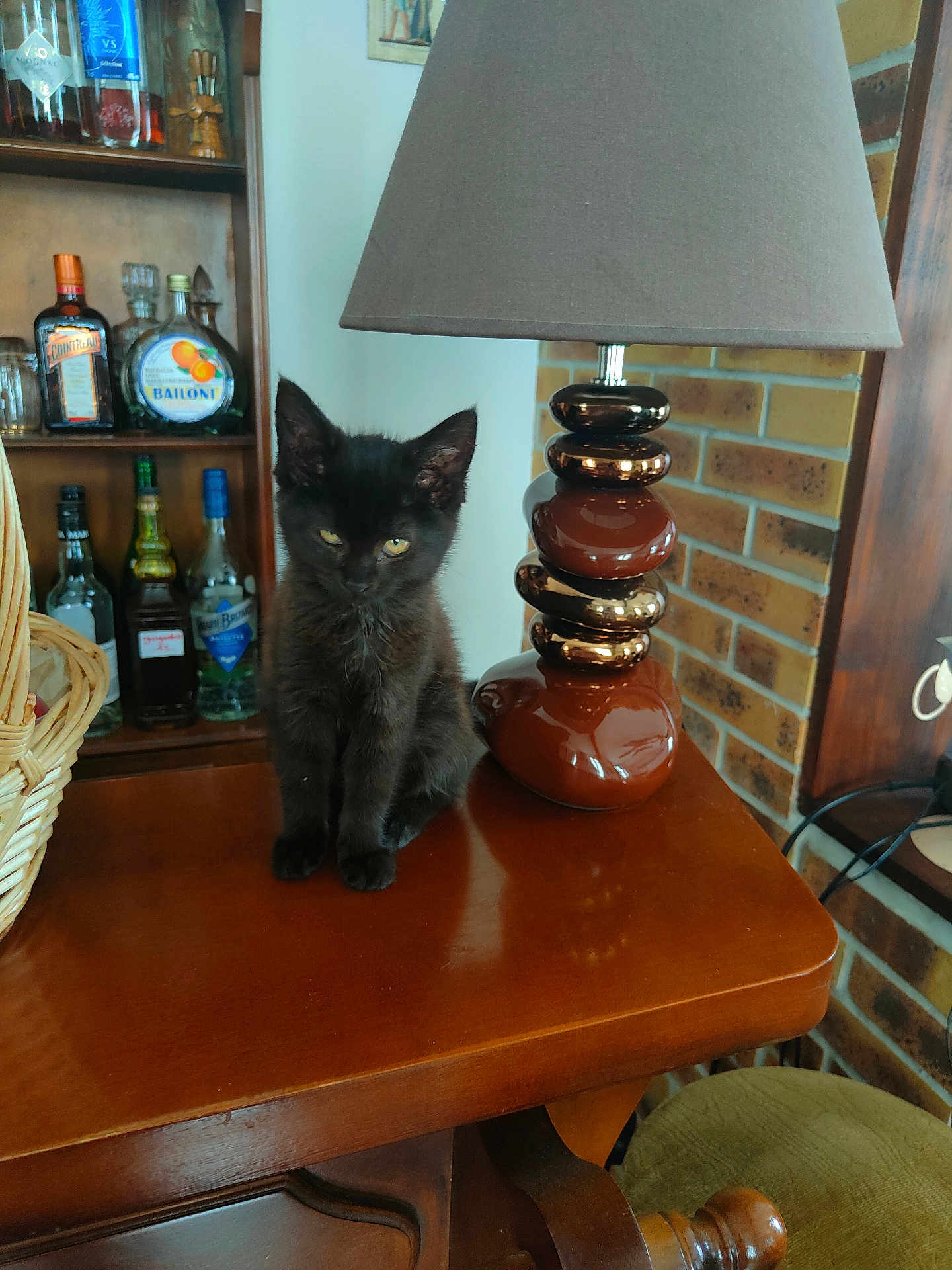 Isis a rejoint le concours — aidez-le/la à gagner de superbes lots ! black_cat, kitten, lamp, wooden_table, bottle, shelf, brick_wall, basket, indoor, furniture, animal, pet, small_cat, tabletop, home_decor, brown_lamp, yellow_eyes, calm, domestic_cat, cozy