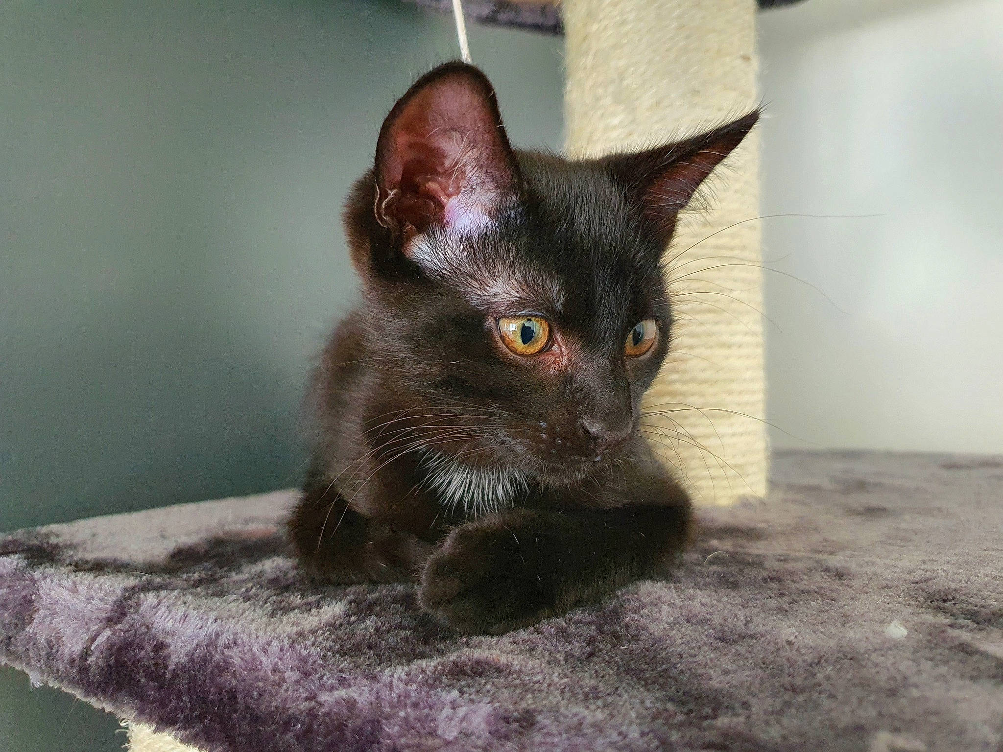 Shadow a rejoint le concours — aidez-le/la à gagner de superbes lots ! asian, black_cat, burmese, carnivore, cat, devon_rex, domestic_short_haired_cat, felidae, german_rex, havana_brown, javanese, korat, mammal, oriental_shorthair, rex_cat, russian_blue, small_to_medium_sized_cats, snout, vertebrate, whiskers