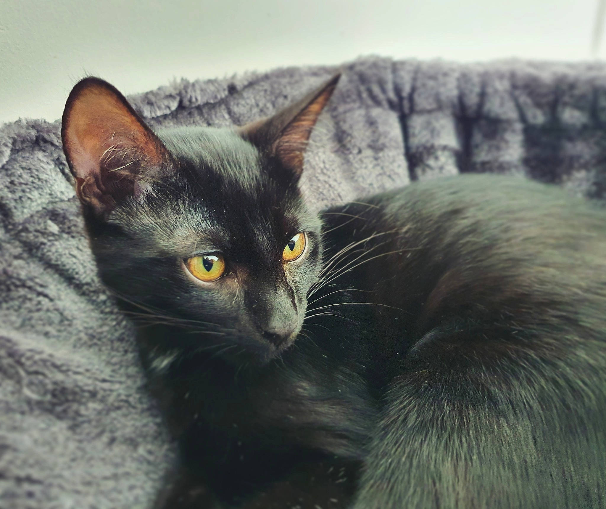 Shadow participe au concours pour gagner de l'argent avec cette photo : asian, black_cat, bombay, burmese, carnivore, cat, domestic_short_haired_cat, felidae, havana_brown, javanese, kitten, korat, mammal, nebelung, oriental_longhair, small_to_medium_sized_cats, snout, vertebrate, whiskers, wildlife