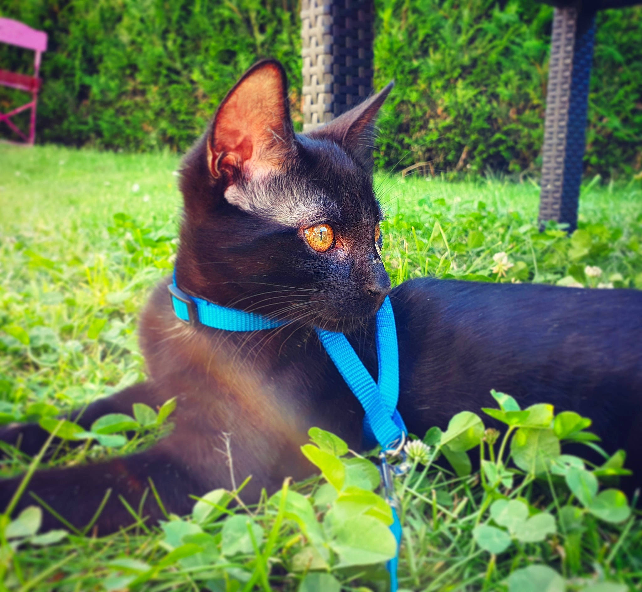 Shadow a rejoint le concours — aidez-le/la à gagner de superbes lots ! asian, black_cat, burmese, carnivore, cat, domestic_short_haired_cat, felidae, german_rex, grass, green, havana_brown, plant, small_to_medium_sized_cats, tail, tree, whiskers