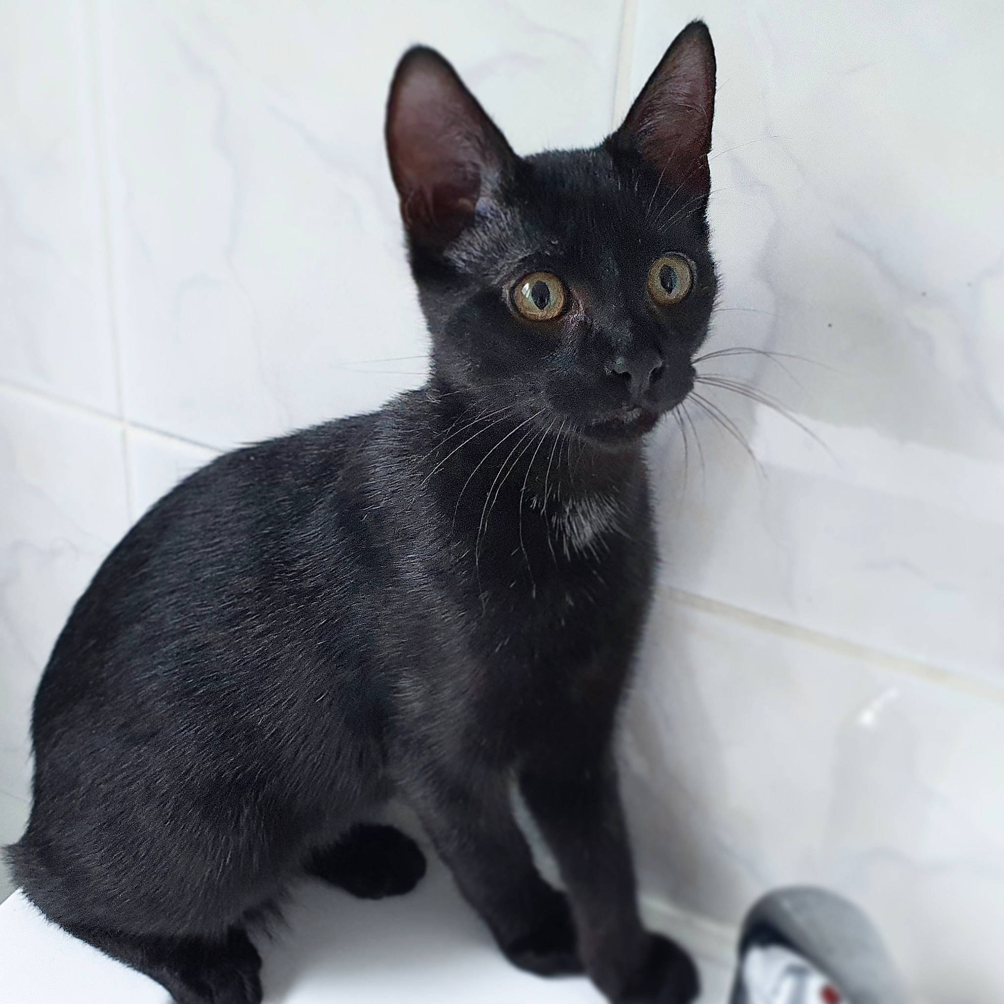 Shadow a rejoint le concours — aidez-le/la à gagner de superbes lots ! asian, black_cat, bombay, burmese, carnivore, cat, domestic_short_haired_cat, felidae, german_rex, javanese, kitten, mammal, oriental_shorthair, rex_cat, small_to_medium_sized_cats, vertebrate, whiskers