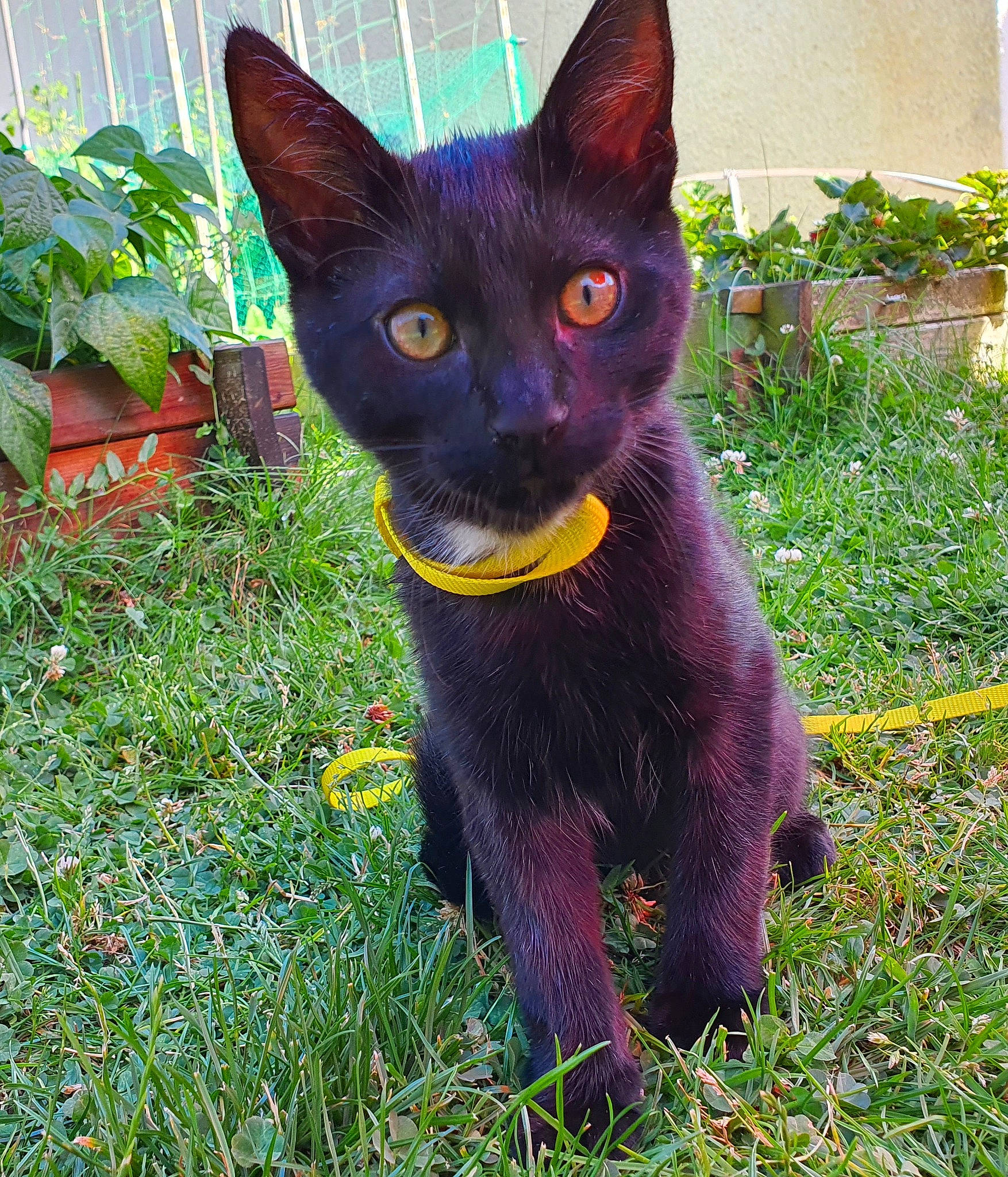 Astro participe au concours pour gagner de l'argent avec cette photo : asian, black_cat, bombay, burmese, carnivore, cat, domestic_short_haired_cat, felidae, german_rex, grass, havana_brown, mammal, plant, small_to_medium_sized_cats, vertebrate, whiskers