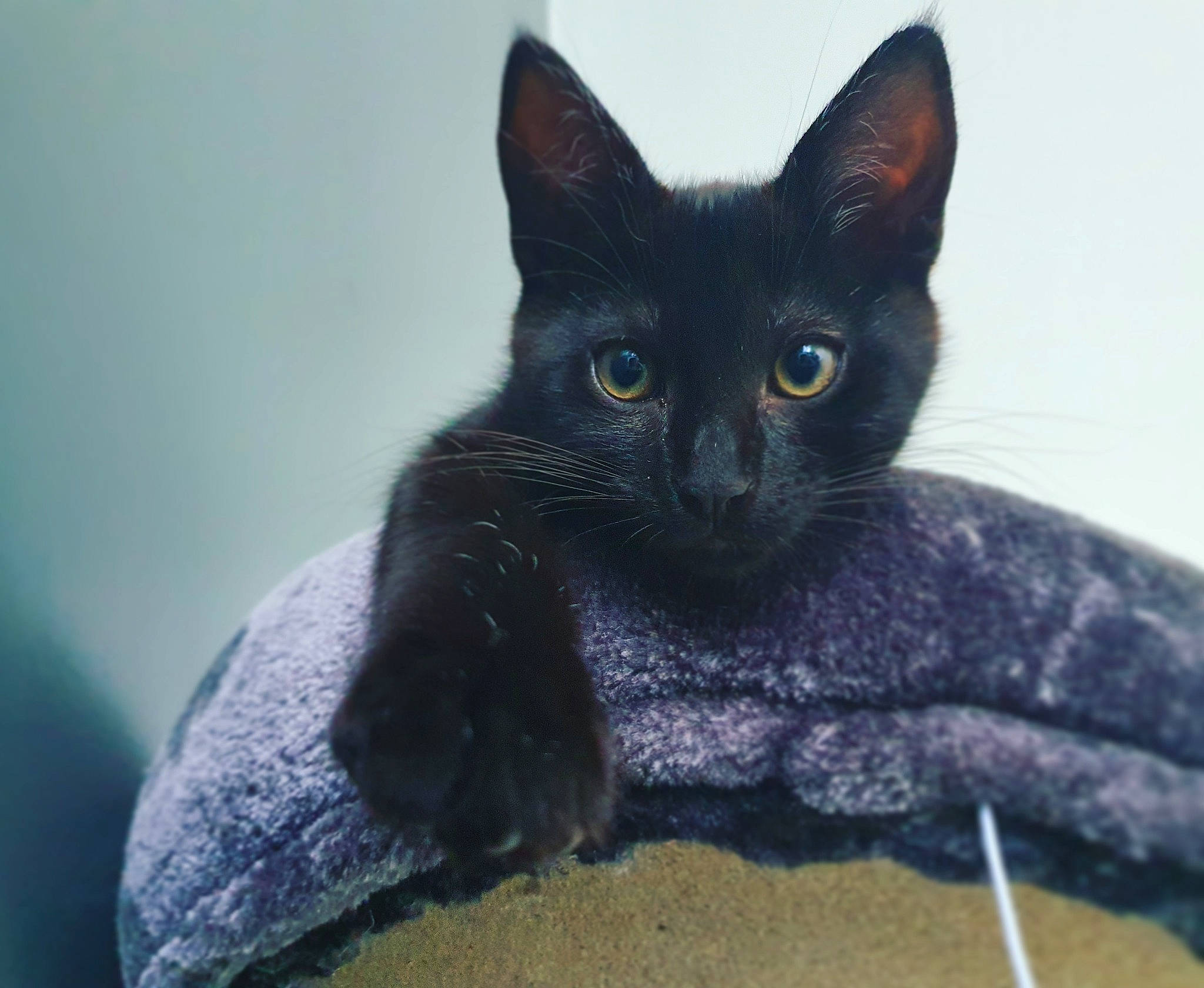 Astro participe au concours pour gagner de l'argent avec cette photo : asian, black_cat, bombay, carnivore, cat, devon_rex, domestic_short_haired_cat, felidae, german_rex, javanese, korat, mammal, nebelung, rex_cat, russian_blue, small_to_medium_sized_cats, snout, vertebrate, whiskers