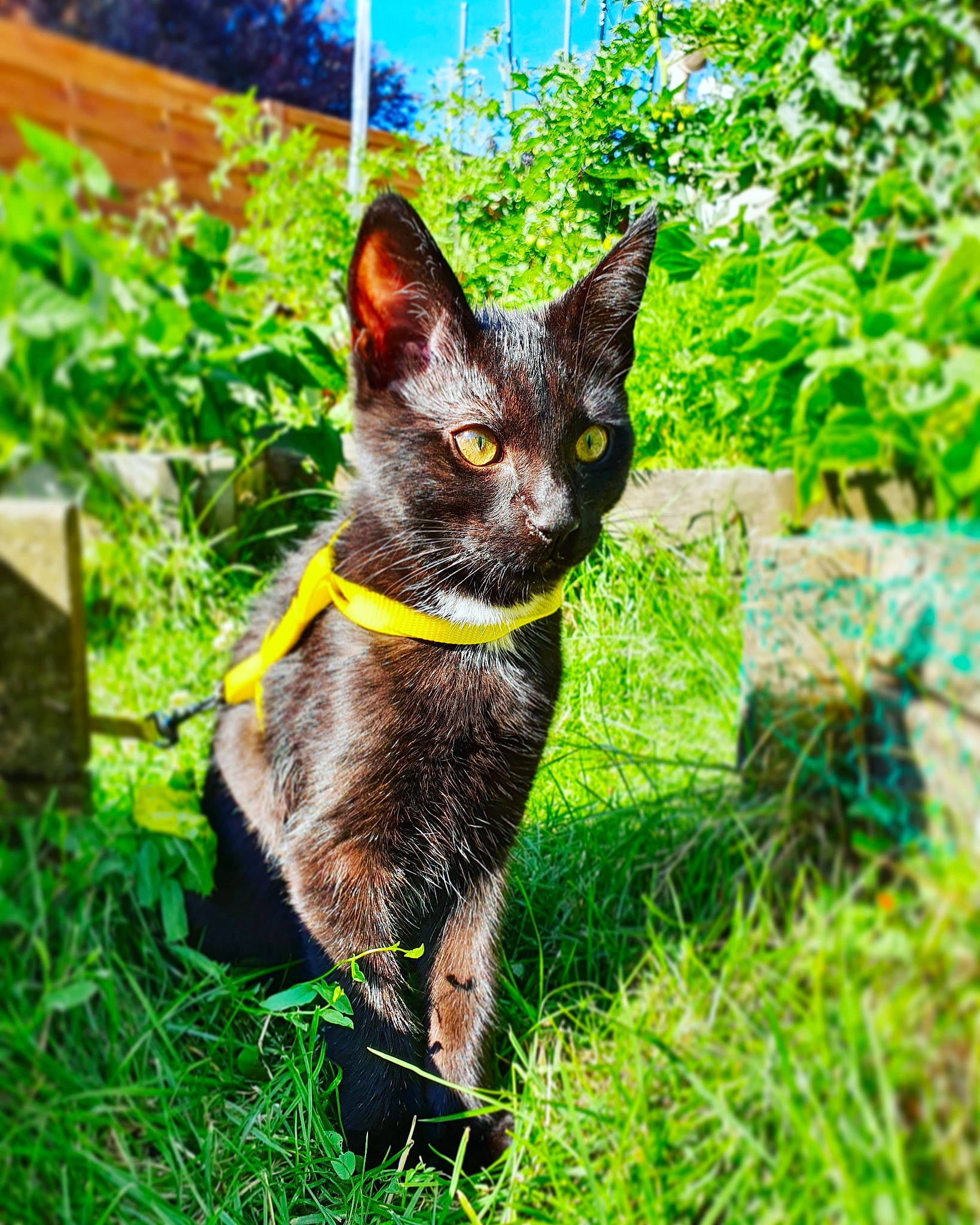Astro participe au concours pour gagner de l'argent avec cette photo : asian, burmese, carnivore, cat, domestic_short_haired_cat, felidae, german_rex, grass, kitten, mammal, plant, small_to_medium_sized_cats, whiskers, wildlife