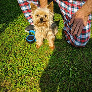 Bouba participe au concours pour gagner de l'argent avec cette photo : dog, yorkshire_terrier, small_dog, pet, outdoor, grass, lawn, plaid, pants, person, leash, retractable_leash, standing, sitting, fur, long_hair, ears, portrait, sunlight, backyard