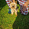 dog, yorkshire_terrier, small_dog, pet, outdoor, grass, lawn, plaid, pants, person, leash, retractable_leash, standing, sitting, fur, long_hair, ears, portrait, sunlight, backyard