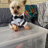 Bouba a rejoint le concours — aidez-le/la à gagner de superbes lots ! dog, small_dog, yorkshire_terrier, tuxedo, bow_tie, formalwear, costume, dressed_up, sitting, indoors, couch, blanket, storage_bin, plastic_container, brick_wall, portrait, pet, fluffy, adorable, colorful