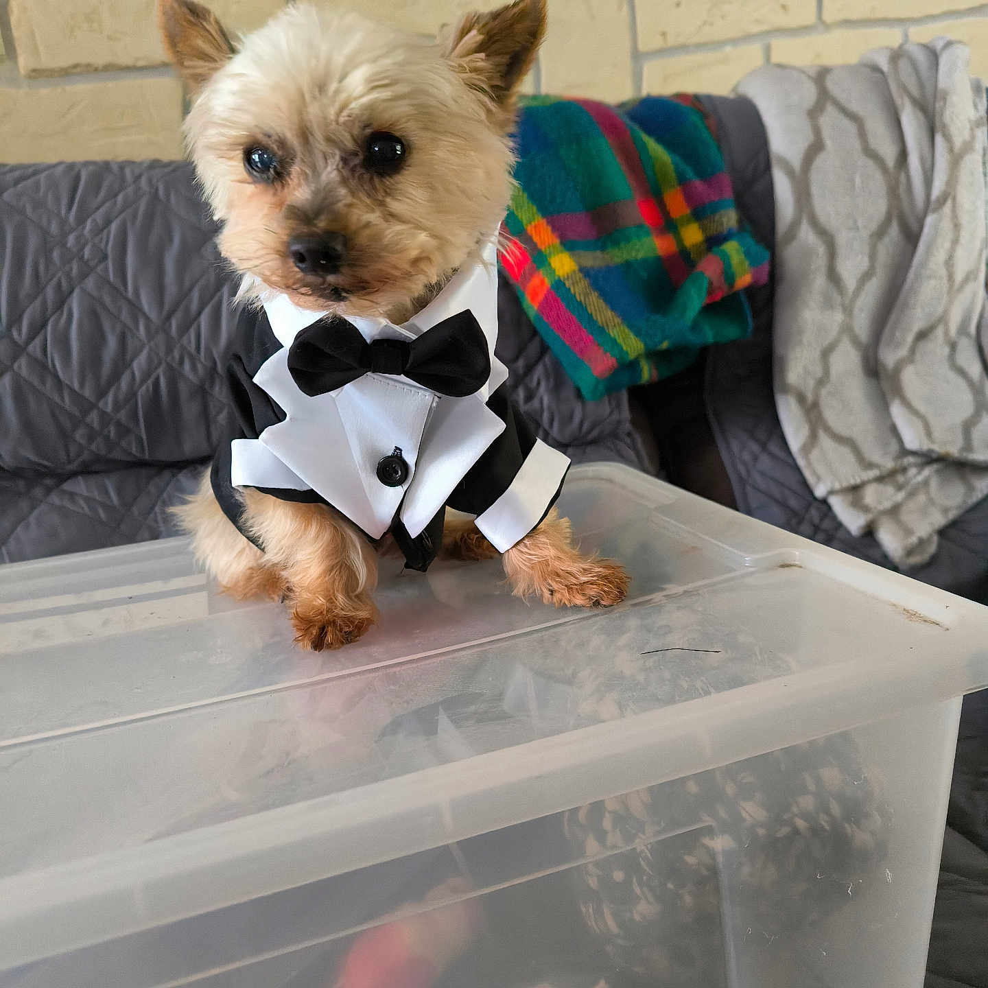 Bouba a rejoint le concours — aidez-le/la à gagner de superbes lots ! dog, small_dog, yorkshire_terrier, tuxedo, bow_tie, formalwear, costume, dressed_up, sitting, indoors, couch, blanket, storage_bin, plastic_container, brick_wall, portrait, pet, fluffy, adorable, colorful