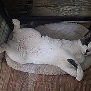 Catness joined the competition — help win amazing prizes! animal, bed, cat, corner, cozy, domestic, ears, feline, fluffy, grey_fur, indoor, lying_down, paw, pet, relaxed, resting, sleepy, table, white_fur, wooden_floor