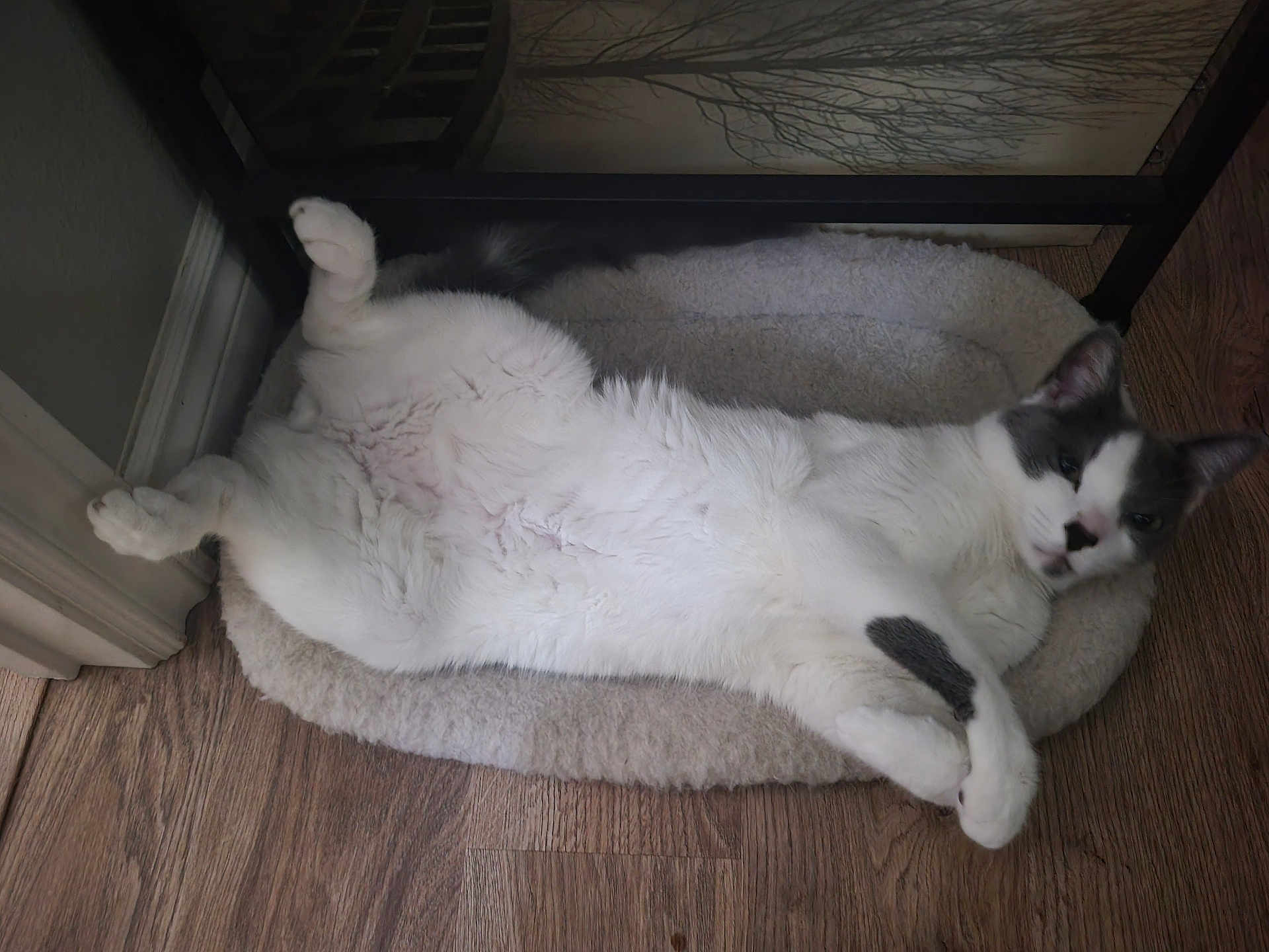 Catness