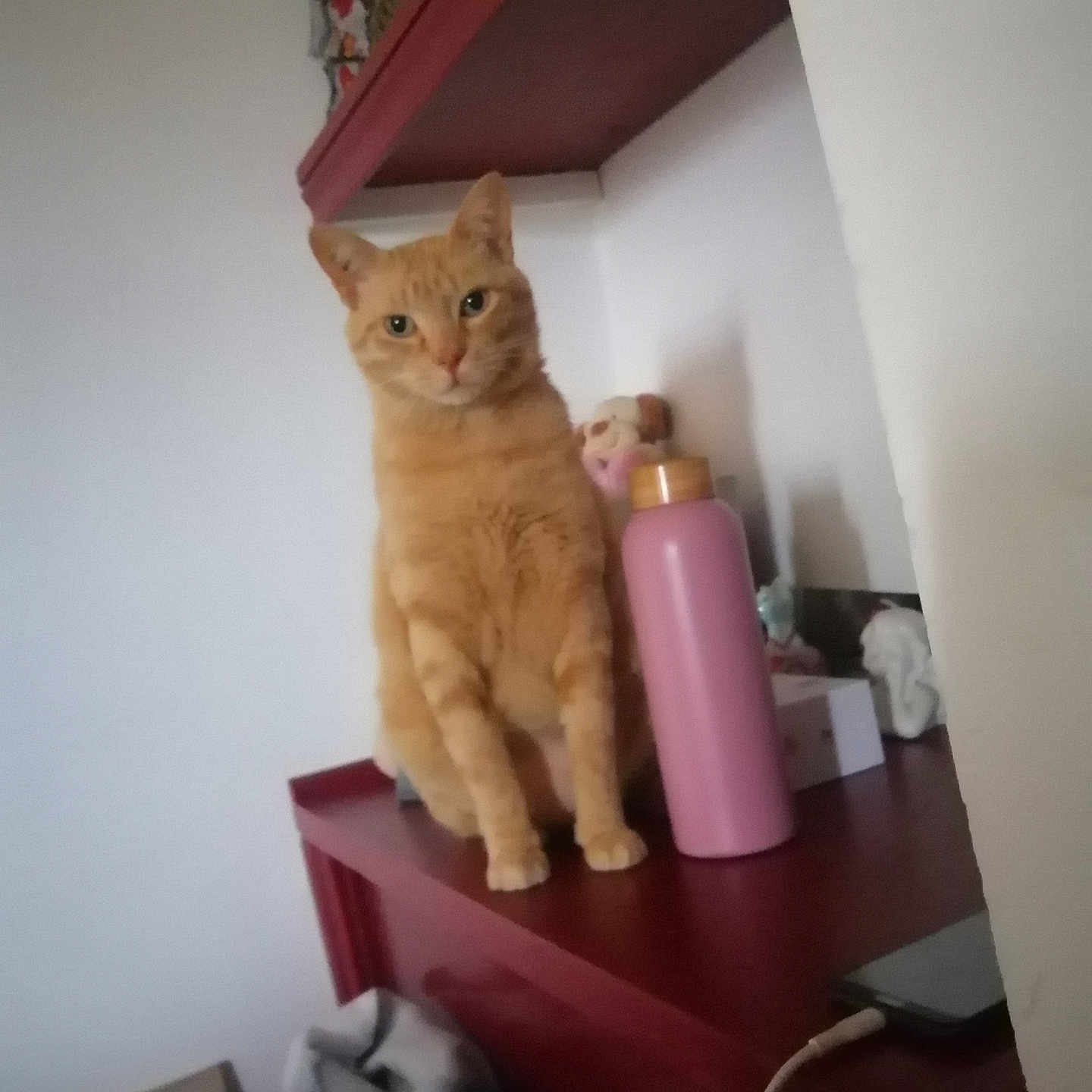 Rocky participe au concours pour gagner de l'argent avec cette photo : abyssinian, animal, cat, closet, cupboard, cylinder, desk, electronics, furniture, kitten, manx, mobilephone, pet, phone, photoframe, plywood, shelf, table, tin, wood