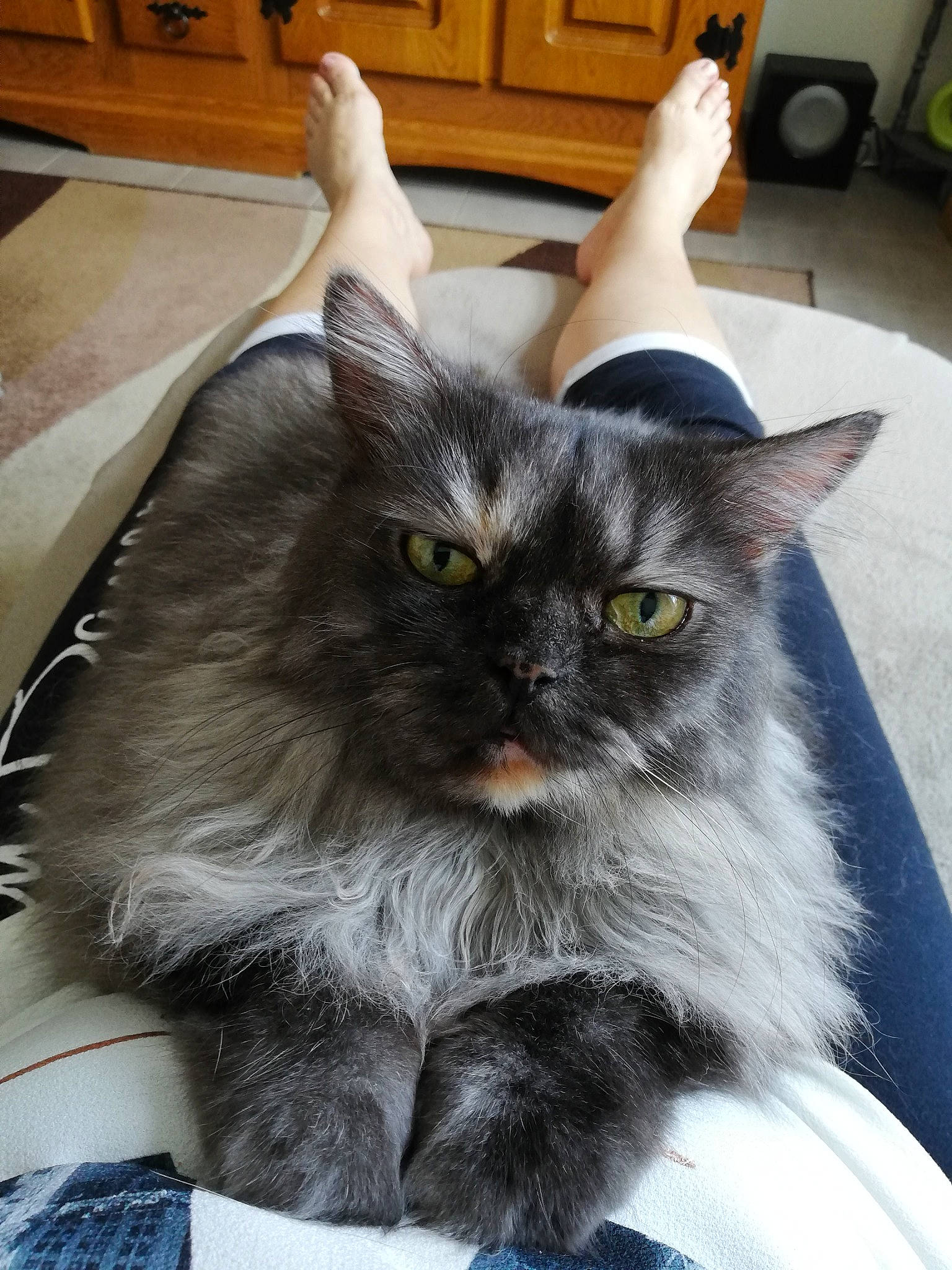 Pepette a rejoint le concours — aidez-le/la à gagner de superbes lots ! asian, asian_semi_longhair, british_semi_longhair, carnivore, cat, domestic_long_haired_cat, fawn, felidae, fur, kitten, maine_coon, mammal, nebelung, norwegian_forest_cat, persian, ragamuffin, small_to_medium_sized_cats, whiskers