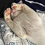 Apollo is registered to the contest to win money with this photo: adorable, animal, cat, closeup, cozy, cute, feline, fluffy, fur, indoor, patterned_bedding, paw_covering_face, paws, pet, pink_pads, quilt, relaxing, resting, sleeping, white_cat