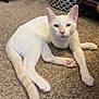 Apollo is registered to the contest to win money with this photo: animal, basket, carpet, cat, clothes, cozy, cute, domestic, ears, feline, furniture, household, indoor, lying_down, orange_tail, paws, pet, relaxed, whiskers, white_cat