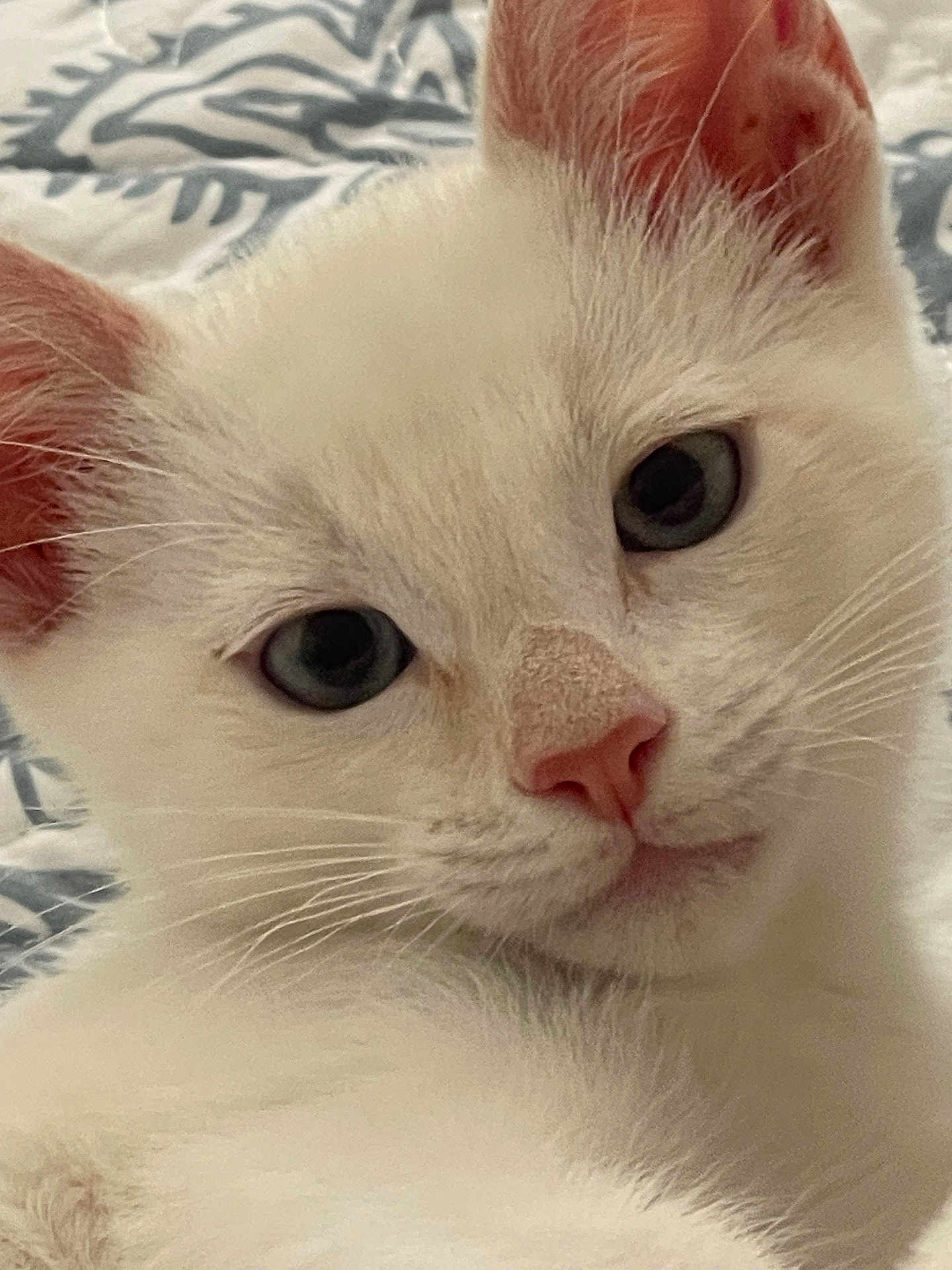 Apollo