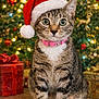 cat, tabby, santa_hat, pink_collar, christmas_tree, holiday, festive, present, gift, ornament, lights, decorations, indoor, pet, cute, animal, christmas, celebration, seated, closeup