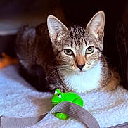 Millie joined the competition — help win amazing prizes! cat, tabby_cat, pet, animal, toy, frog_toy, blanket, soft_texture, indoor, close_up, green_eyes, whiskers, striped_fur, resting, cute, cozy, feline, domestic_animal, playful, relaxed