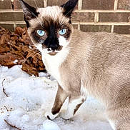 Freya is registered to the contest to win money with this photo: alert, animal, blue_eyes, brick_wall, cat, closeup, curious, daylight, fur, leaves, mammal, nature, outdoor, pet, portrait, siamese_cat, snow, walking, whiskers, winter