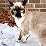 alert, animal, blue_eyes, brick_wall, cat, closeup, curious, daylight, fur, leaves, mammal, nature, outdoor, pet, portrait, siamese_cat, snow, walking, whiskers, winter