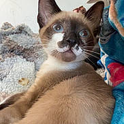 Freya is registered to the contest to win money with this photo: cat, siamese, blue_eyes, fur, whiskers, ears, pet, animal, indoor, blanket, cozy, close_up, looking_back, cute, mammal, domestic, feline, soft, relaxed, companion