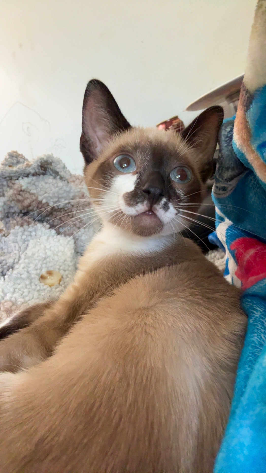 Freya is registered to the contest to win money with this photo: cat, siamese, blue_eyes, fur, whiskers, ears, pet, animal, indoor, blanket, cozy, close_up, looking_back, cute, mammal, domestic, feline, soft, relaxed, companion