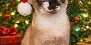 Freya is registered to the contest to win money with this photo: animal, cat, celebration, christmas, christmas_tree, cozy, cute, decorations, feline, festive, holiday, indoor, lights, pet, portrait, presents, santa_hat, seasonal, siamese_cat, whiskers