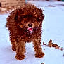 animal, blurred_background, brown_fur, cold, curly_fur, cute, dog, fur, leaf, nature, outdoor, pet, playful, puppy, small_dog, snow, tongue_out, walking, winter, young_dog