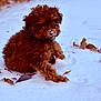 adorable, animal, brown, cold, curious, cute, dog, fluffy, fur, leaves, nature, outdoor, pet, playful, puppy, sitting, small, snow, winter, young
