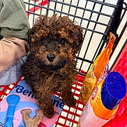 Remington joined the competition — help win amazing prizes! animal, black_nose, brown_fur, close_up, container, curly_hair, cute, dog, indoor, looking_up, packaging, pet, pet_supplies, pet_toys, pet_treats, plastic, puppy, retail, shopping_cart, small_dog