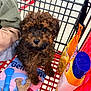 animal, black_nose, brown_fur, close_up, container, curly_hair, cute, dog, indoor, looking_up, packaging, pet, pet_supplies, pet_toys, pet_treats, plastic, puppy, retail, shopping_cart, small_dog