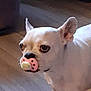 dog, white_dog, pacifier, indoor, wooden_floor, pet, animal, ears, cute, funny, close_up, domestic_animal, muzzle, portrait, standing, looking_away, toy, household, companion, canine