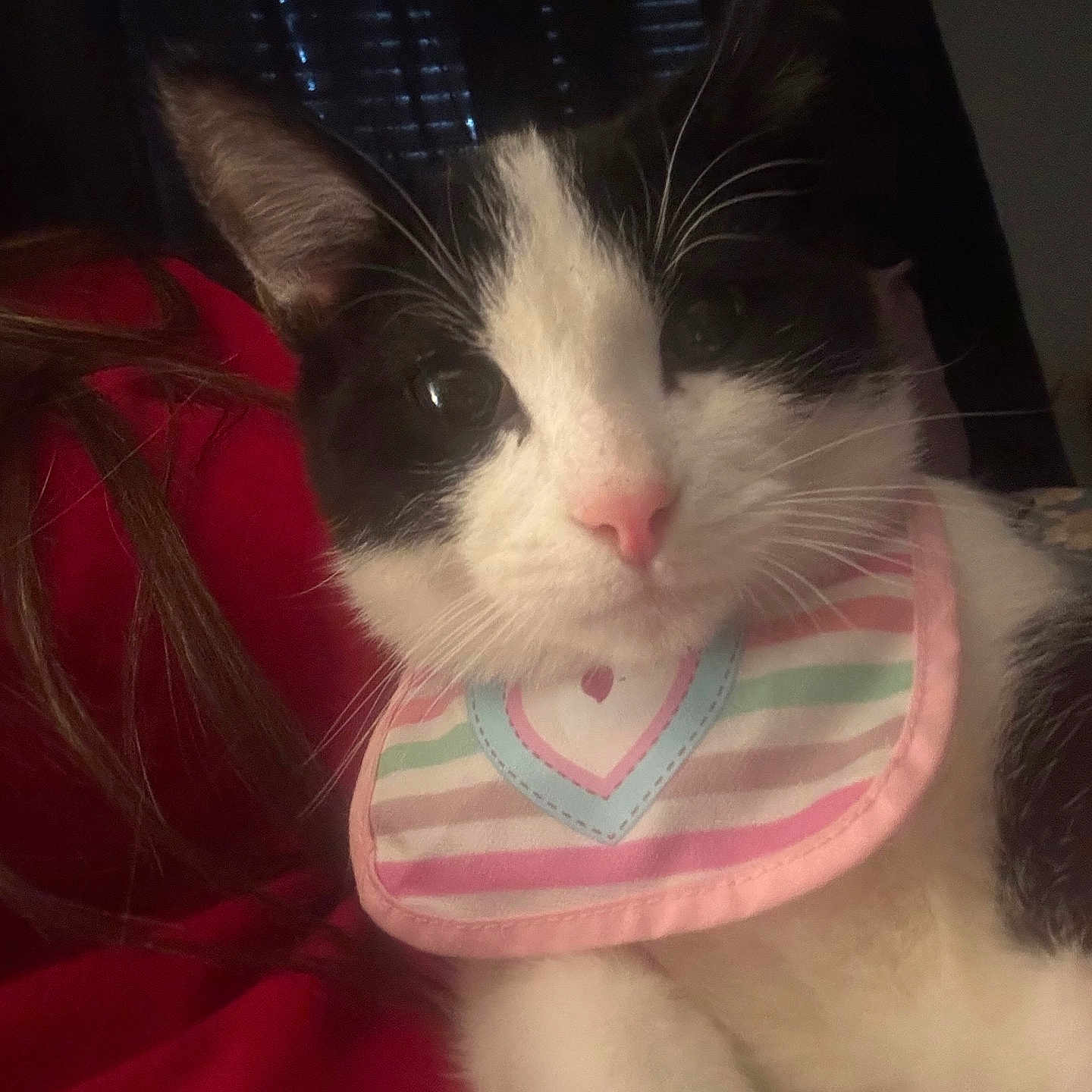 Oreo is registered to the contest to win money with this photo: cat, black_and_white, pet, animal, close_up, indoor, bib, striped, pastel_colors, heart, whiskers, ears, fur, pink_nose, relaxed, cute, face, portrait, window_blind, red_background