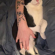 Oreo is registered to the contest to win money with this photo: cat, black_and_white, sleeping, tattoo, arm, hand, blanket, indoors, cozy, relaxation, pet, fur, pink_nose, claws, comfort, rest, domestic_animal, animal, cute, feline