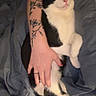 cat, black_and_white, sleeping, tattoo, arm, hand, blanket, indoors, cozy, relaxation, pet, fur, pink_nose, claws, comfort, rest, domestic_animal, animal, cute, feline