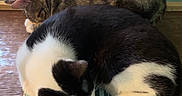 Oreo is registered to the contest to win money with this photo: cat, tabby_cat, black_and_white_cat, sleeping, indoor, wooden_surface, window, resting, pet, animal, feline, cozy, cute, domestic_animal, fur, two_animals, peaceful, closeup, natural_light, quiet